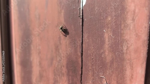 animals, jumping spider at the doorstep, Salticidae