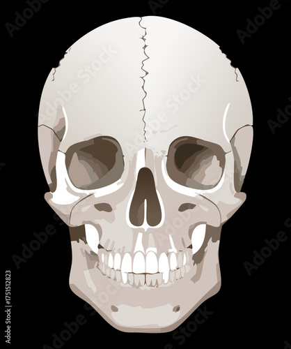 Scientific illustration showing the complex bone structure of the human cranium from the front