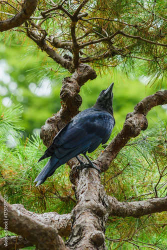 A majestic, glossy black crow sits perched high on the textured, twisting branch of a Japanese pine tree, looking skyward against a soft, bright green bokeh background