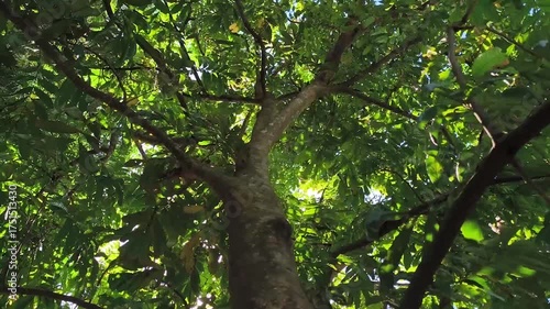 Matoa tree or Pometia pinnata