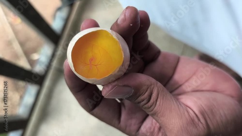 holding a fertilized egg whose shell is cracked, yolk, and embryo