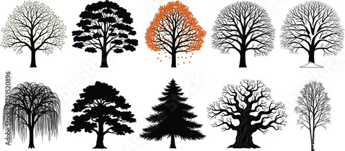 Tree silhouettes, seasonal trees, winter trees, autumn foliage, spring growth, conifer shapes, bare branches, botanical diversity, nature illustration, forest elements