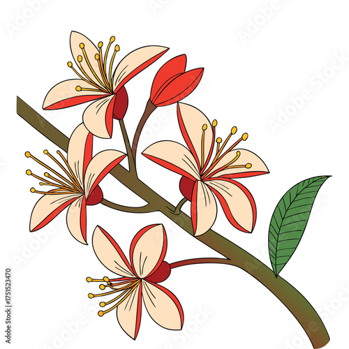 Cherry Plum Tree Blossom Illustration. Delicate Floral Design with Red Buds and White Petals on a Branch Springtime Botanical Vector Artwork with Transparent Background.