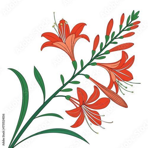 Elegant Lucifer Crocosmia Branch Vector Illustration. Orange Flowers, Green Leaves, and Detailed Stamen Against a Transparent Backdrop.