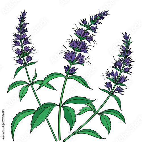 Aromatic Anise Hyssop Cluster Vector Art. Featuring Purple Flowers, Vibrant Green Foliage Against a Transparent Background.