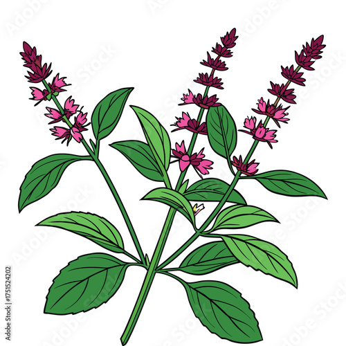 Aromatic Herb Holy Basil Branch Blossom Stem Flower with Foliage Illustration. Culinary Plant Ingredient Flavor. Floral Purple Aroma Spice Plant, Natural Remedy.
