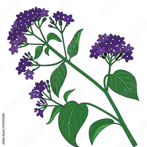 Artistic Purple Verbena Flower Blossom Vector Isolated Illustration Delicate Verbena Bonariensis Design Botanical Graphic with Verbena Against Transparent Background