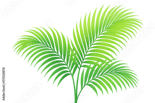 Palm fronds with green leaves creating a tropical botanical design element, transparent background for ease of use