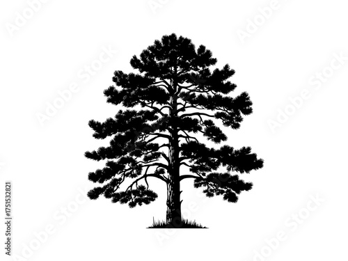 Silhouette of a majestic pine tree with lush green foliage and detailed bark