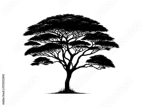 Silhouette of a detailed acacia tree in full bloom providing shade silhouette art