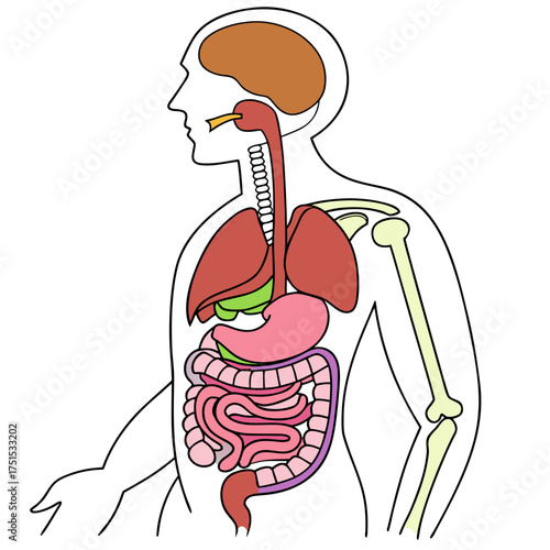 An image of the human digestive system vector design on a white background 