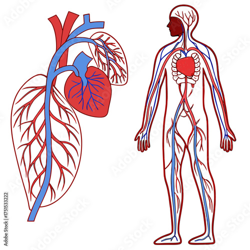 An image of the human circulatory system vector design on a white background 