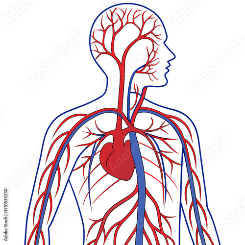 An image of the human circulatory system vector design on a white background 