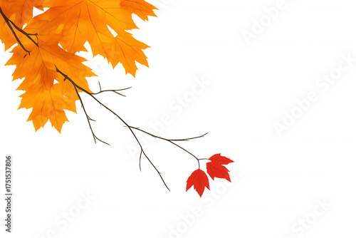 Autumn maple branch with orange and red leaves creating an inviting fall atmosphere, transparent background
