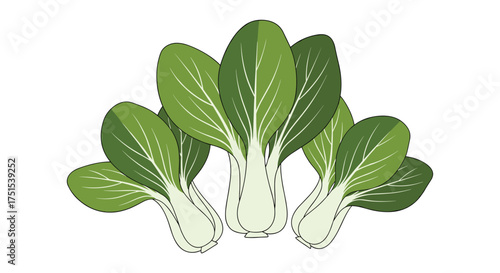Bok choy fresh green leafy vegetable healthy organic food ingredient.