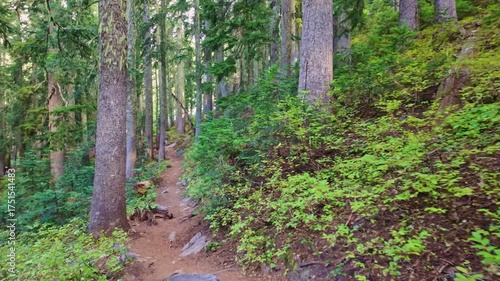 A serene and immersive experience of hiking through a lush, scenic cedar forest, showcasing the natural beauty of Washington's wilderness