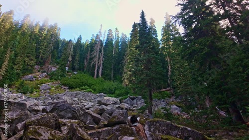 A serene and immersive experience of hiking through a lush, scenic cedar forest, showcasing the natural beauty of Washington's wilderness