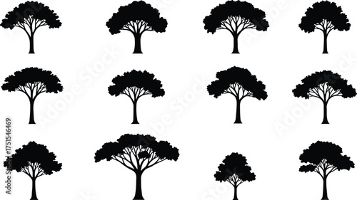 Set of acacia tree silhouettes, black tropical tree vector collection, isolated forest and savanna plant illustration for nature and design
