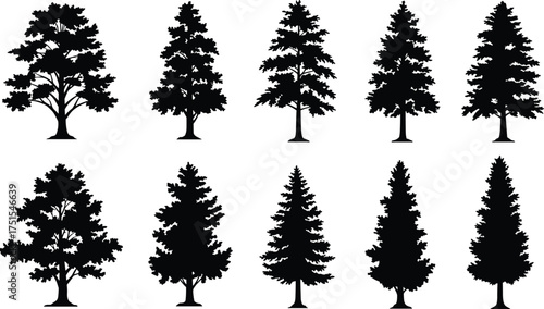 Set of evergreen pine tree silhouettes, detailed conifer forest vector collection, black natural fir and spruce shapes illustration