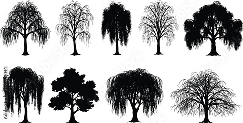 Collection of willow tree silhouettes isolated on white background, drooping branches, nature illustration, black vector design for landscape and art