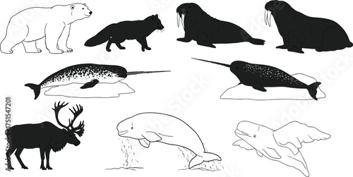 Arctic animals illustration set including polar bear, walrus, narwhal, beluga whale, reindeer, and arctic fox wildlife vector design