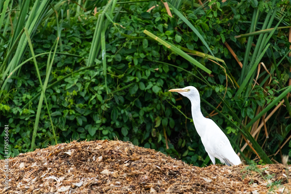 Obraz premium White Cattle Egret Standing on Straw with Green Tropical Foliage Background