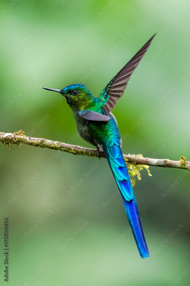 Fototapeta premium Male Long-tailed Sylph Perched on Mossy Branch in Ecuadorian Cloud Forest