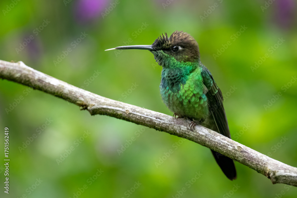 Fototapeta premium Violet-fronted Brilliant Hummingbird Perched on Mossy Branch in Cloud Forest