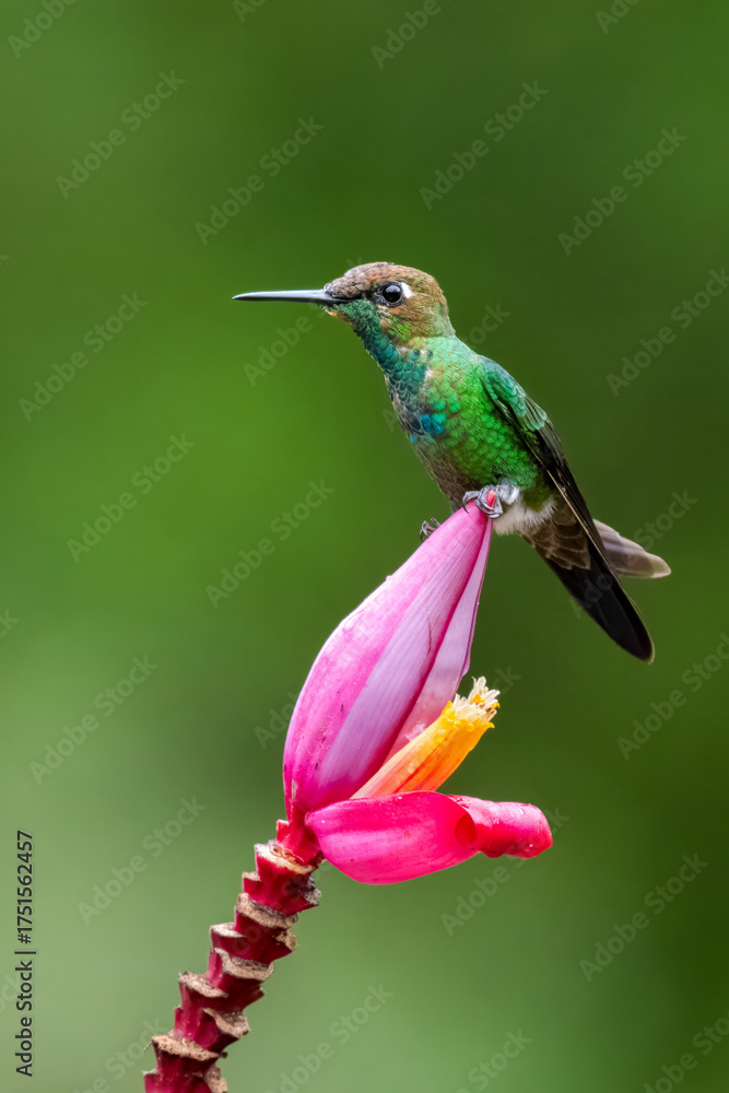 Fototapeta premium Violet-fronted Brilliant Hummingbird Feeding on Pink Banana Flower in Tropical Ecuador