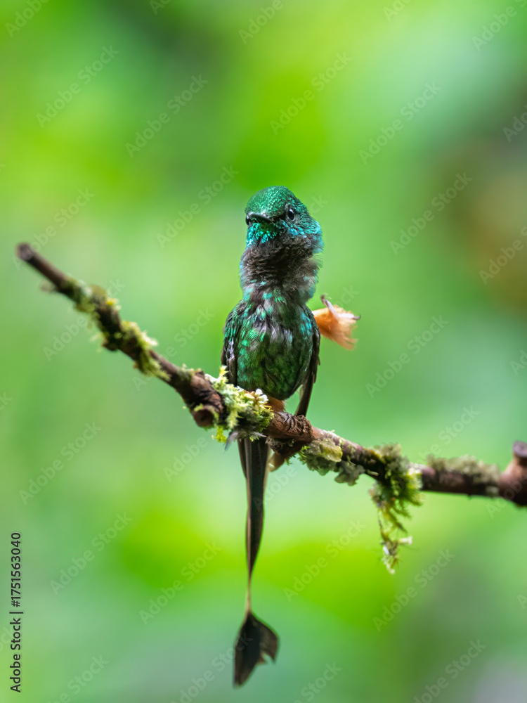 Fototapeta premium Booted Racket-Tail Hummingbird Perched on Forest Branch in Ecuador