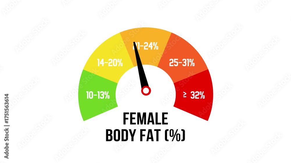 Animated Female Body Fat Percentage Level Gauge Indicator with Color ...