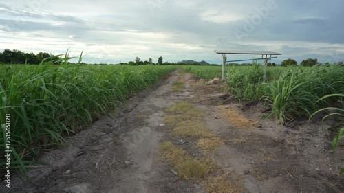 Sugarcane plantation fields or cane farm with solar cell energy panels for water system and pipe to green leaves and fertile soil by agriculture sugar cane with biofuel gasoline fuel and wind sound