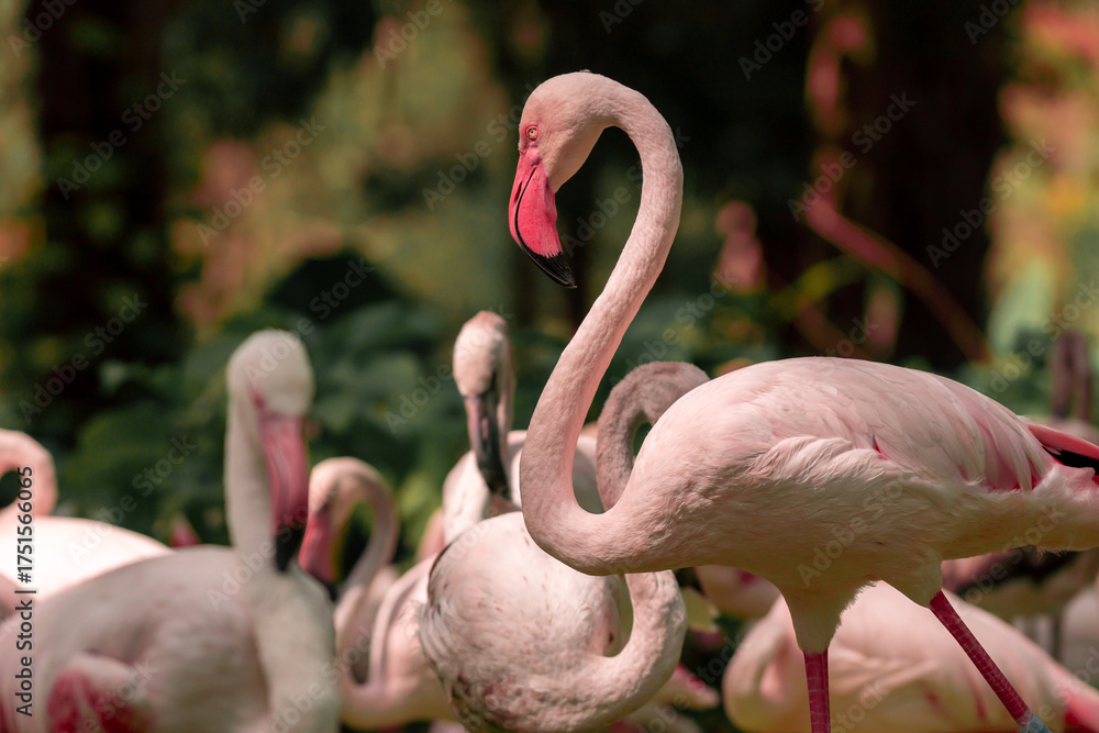 Obraz premium pink flamingo in the water