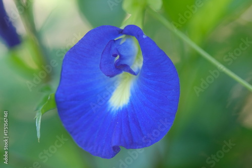 blue iris flower closeup