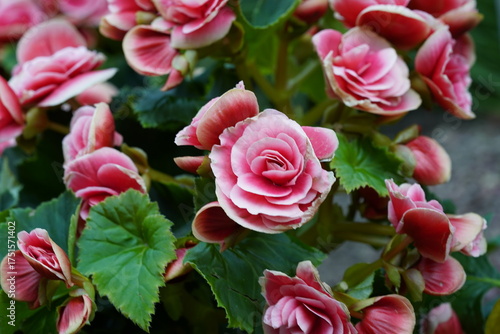 Blooming pink begonias with layered petals and lush serrated green leaves