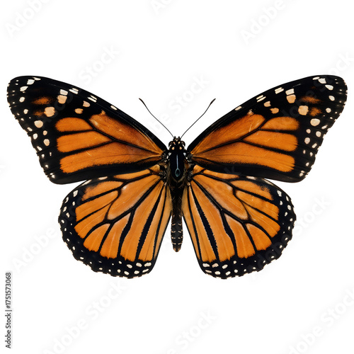 Monarch butterfly wings spread isolated on transparent background