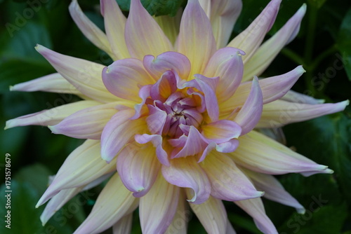 pastel dahlia soft yellow pink lavender petals spiraling in harmony