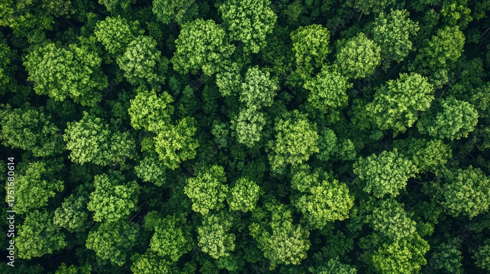 Naklejka premium A dense forest canopy with green leaves and a mix of tree species.