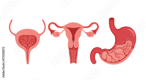 Illustrations of the human urinary bladder the uterus and ovaries and the stomach in isolation.
