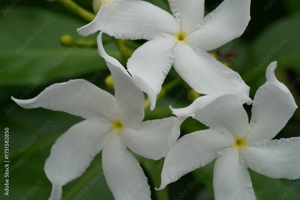Fototapeta premium three white pinwheel like blooms five petals yellow centers green foliage