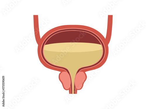 Human Normal Bladder Anatomy Clip Art