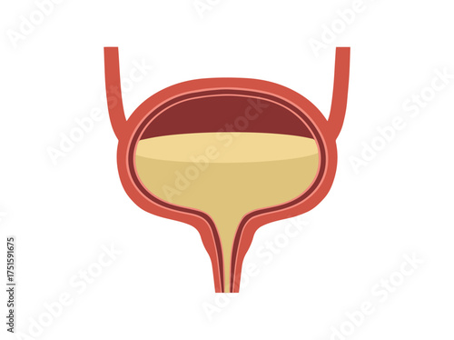 Human Normal Bladder Anatomy Clip Art