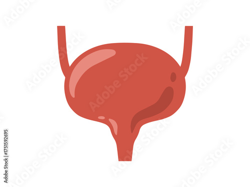 Human Normal Bladder Anatomy Clip Art