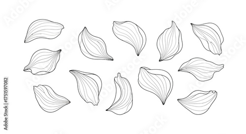 Collection of hand drawn outline floral petals on white background