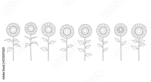 Line drawing of seven sunflowers in a row with detailed petals and leaves