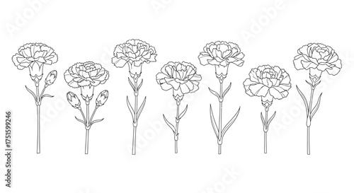 Collection of delicate line art drawings of carnation flowers on a white background