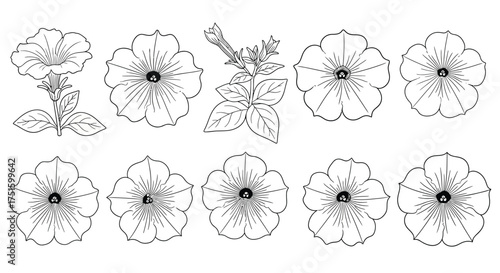 Εκτύπωση καμβά Collection of hand drawn petunia flowers in a botanical illustration style