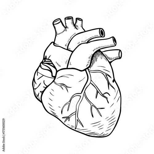 Hand-drawn anatomical human heart illustration in a black and white sketch style. A detailed medical diagram of the cardiovascular system organ for biology and science education