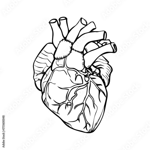 Anatomical human heart illustration in a detailed black and white line art style, perfect for medical education, healthcare branding, biological studies, and cardiovascular health awareness designs