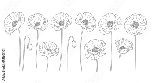 Delicate line drawing of a cluster of poppy flowers in bloom